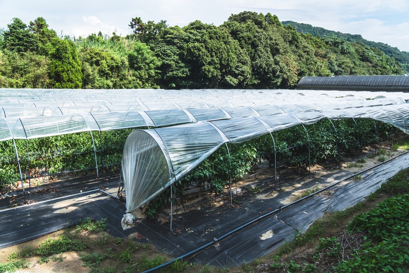 Itoshima, Shiraito Falls, and Couple’s Rock