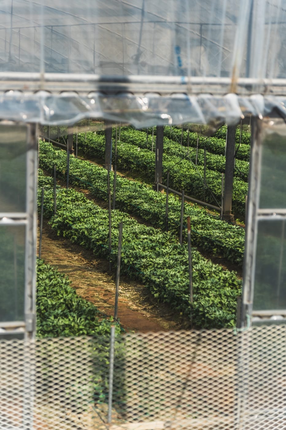 Itoshima, Shiraito Falls, and Couple’s Rock